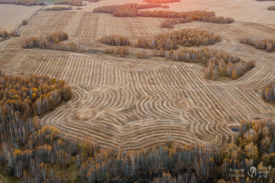Рассветные поля. Золотая осень во всей своей красе.
