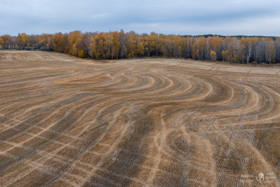 Рассветные поля. Золотая осень во всей своей красе.