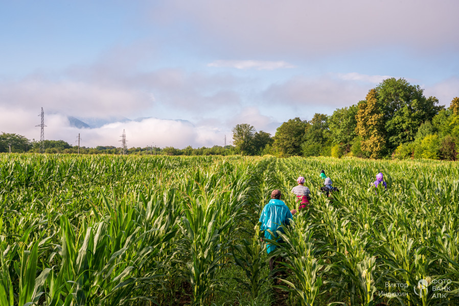 Дорога к урожаю.