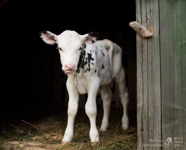 Малыш Снежик.