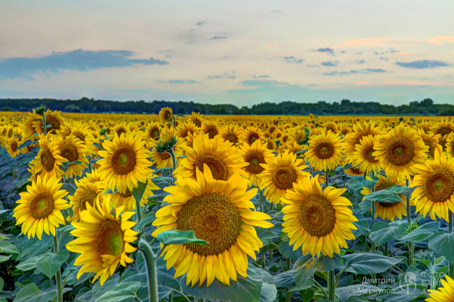 Вечернее поле