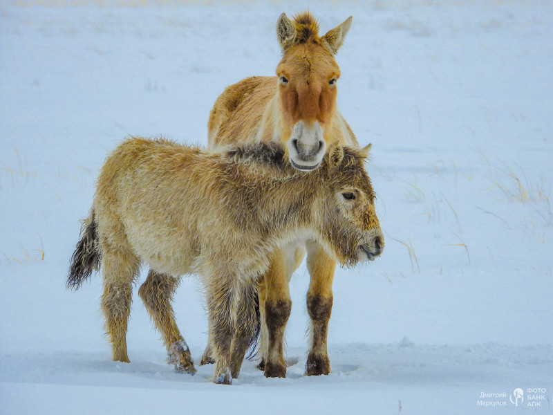 Поздний жеребенок