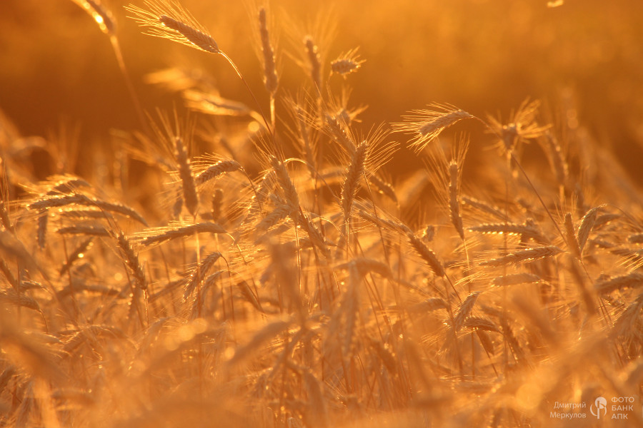 Ржаные хлеба