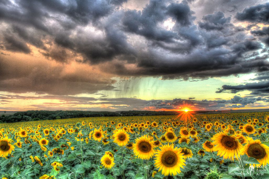 Солнце раз еще взглянуло исподлобья на поля...