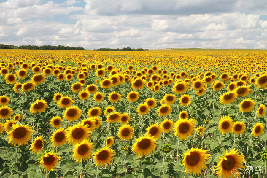 Цветы солнца