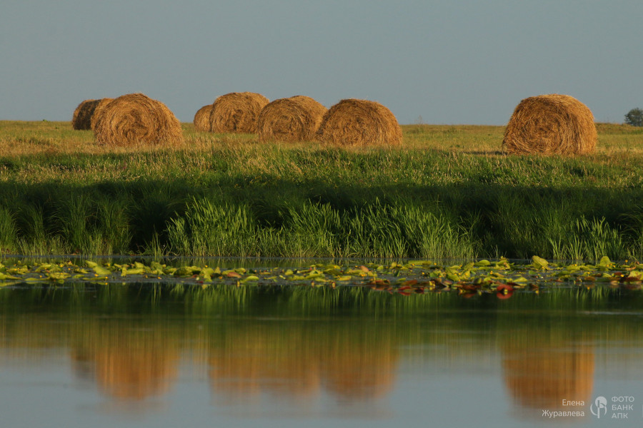 Время сенокоса