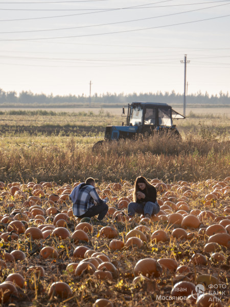 Тыквенное поле. с.Каменка, Задонский р-н, Липецкая обл.