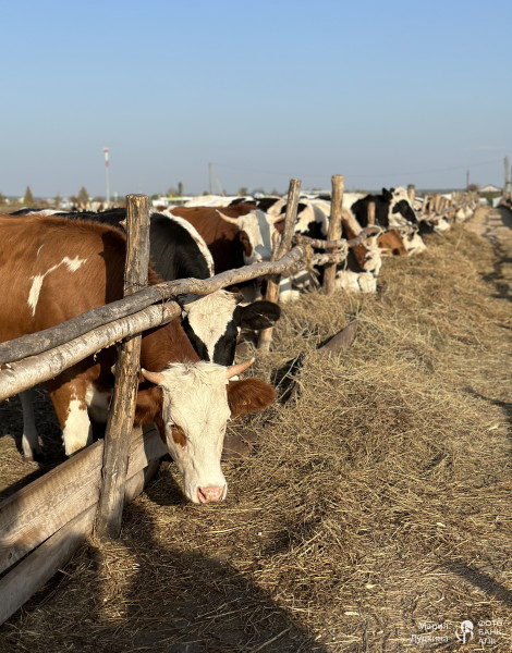 Молочные красавицы в коровнике близ Тамбова.