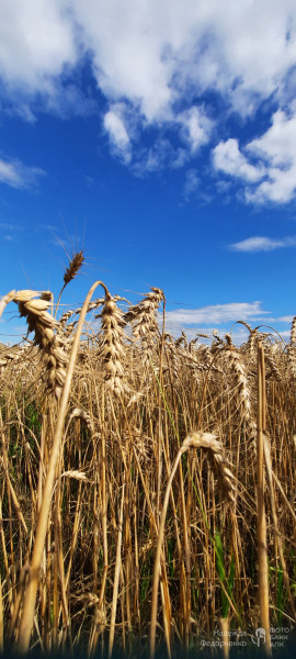 Золотой урожай