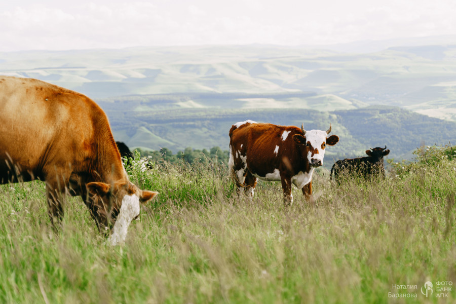 Альпийские луга