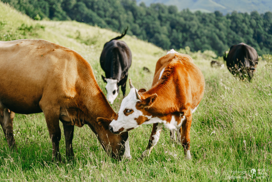 Альпийские луга