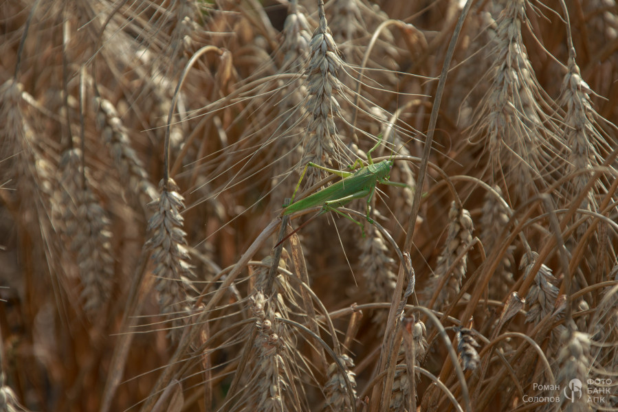 Сохраняя прошлое, возделываем будущее