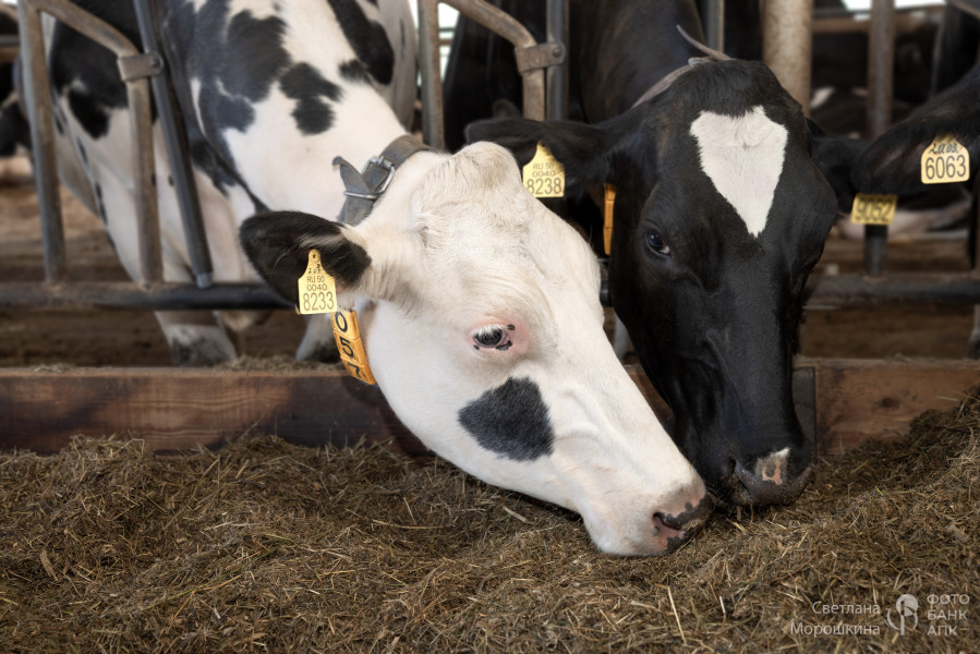 Черное белое