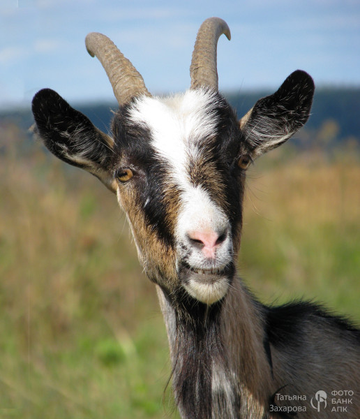 Чудо в анфас