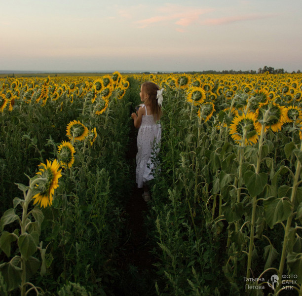 Рай в подсолнухах