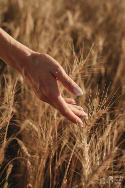 Золотой урожай