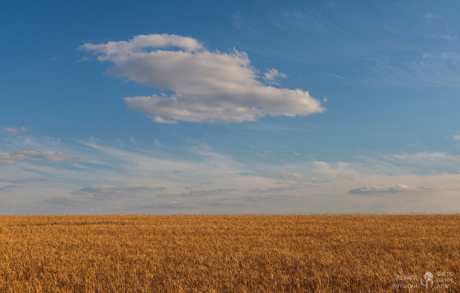 В пшеничных полях