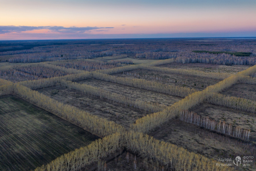 Лесополосы вокруг ягодных полей