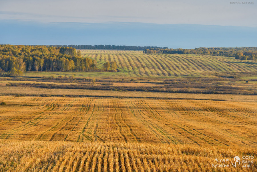 Линии стерни на полях создают геометрический рисунок