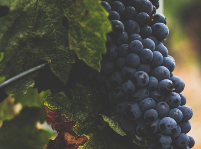 Сбор винограда