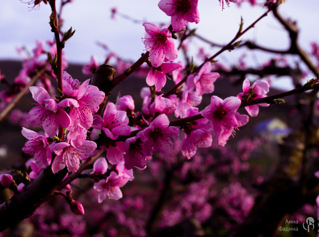 Персики цветут