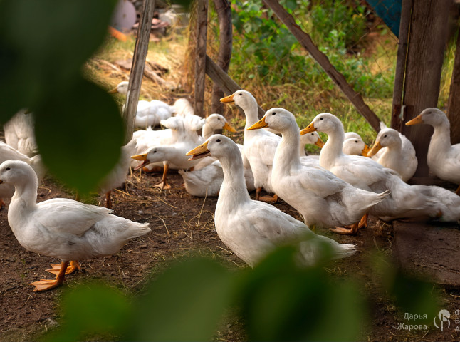 Утиная братва