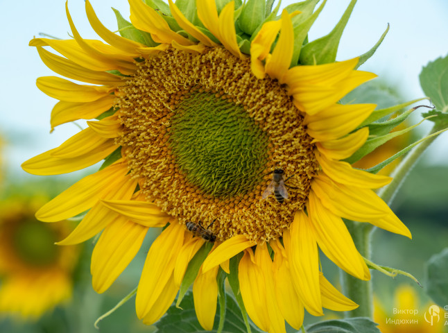 Танец пчел на золотом поле.