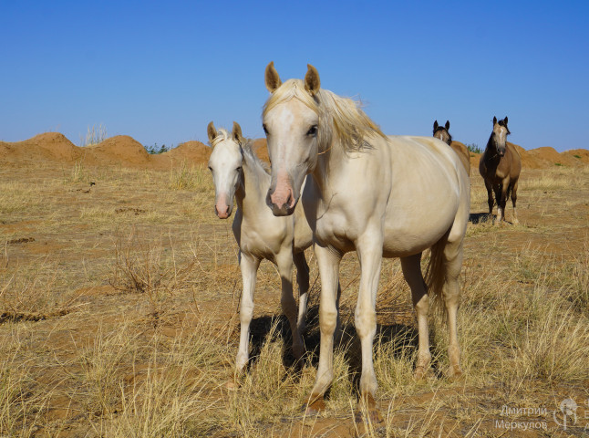 Блондинки на выпасе