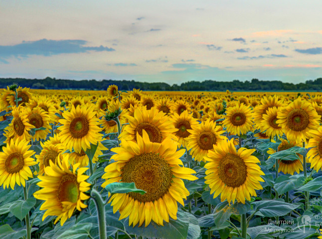 Вечернее поле