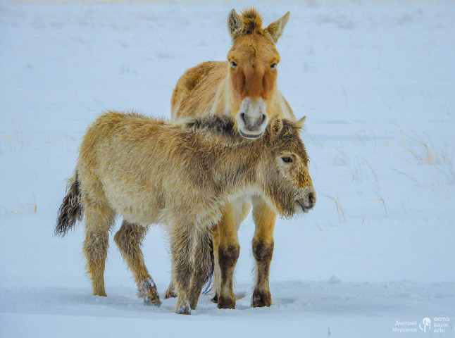Поздний жеребенок