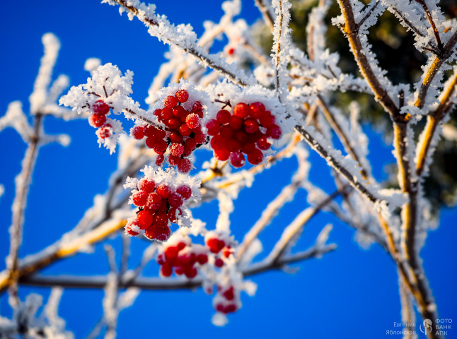 Дары природы в разное время года