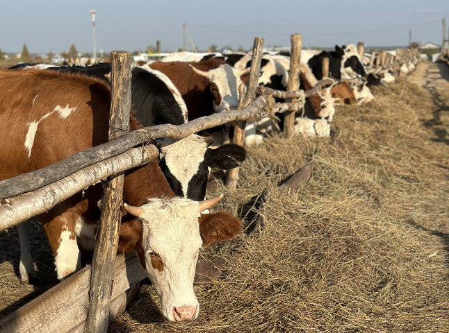 Молочные красавицы в коровнике близ Тамбова.