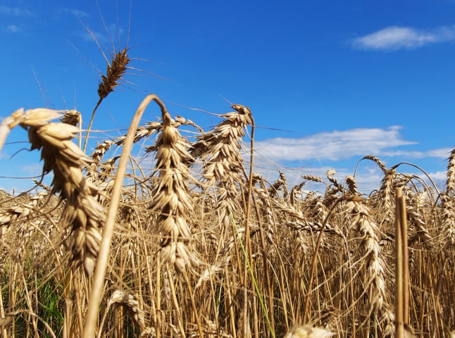 Золотой урожай