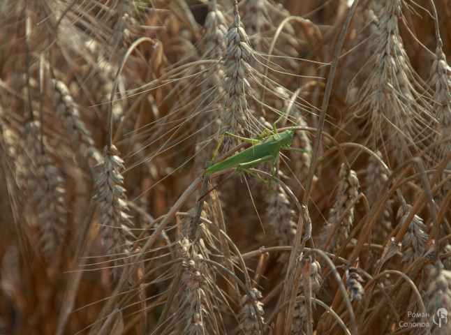 Сохраняя прошлое, возделываем будущее