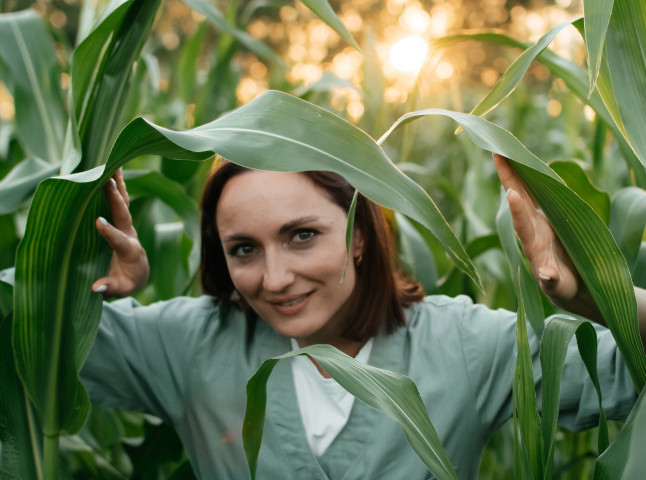 В кукурузном поле