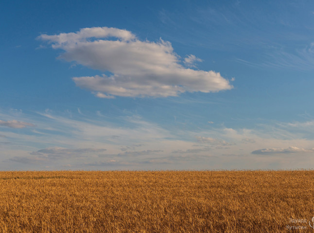 В пшеничных полях