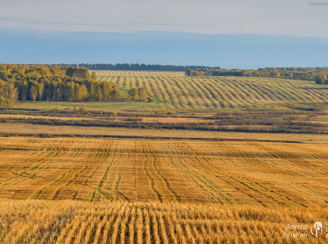 Линии стерни на полях создают геометрический рисунок